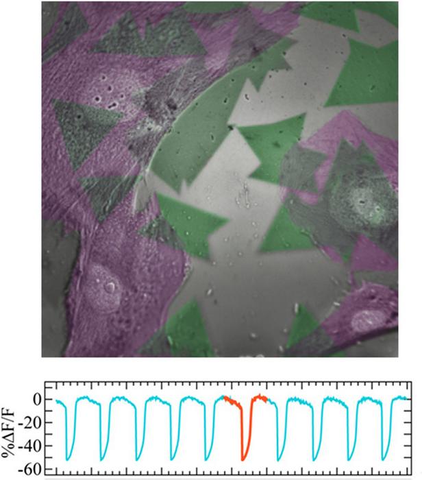 electrical sensing in cells with monolayer semiconductors