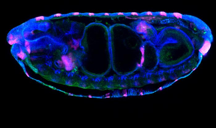 Wingless shapes the fly intestine