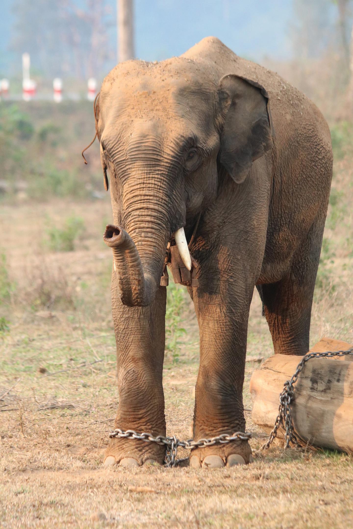 Myanmar Timber Elephants 