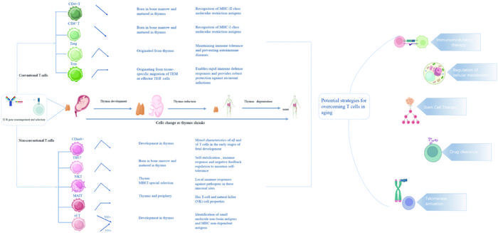 Development and aging of various T cell subsets.