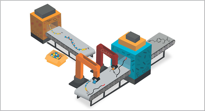 Platform for building and modifying proteoglycans reveals more about disease