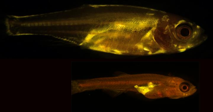 Zebrafish Composite