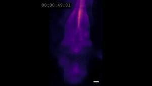 Example video of an astroglial calcium wave in the larval zebrafish brain in response to acute ketamine treatment.