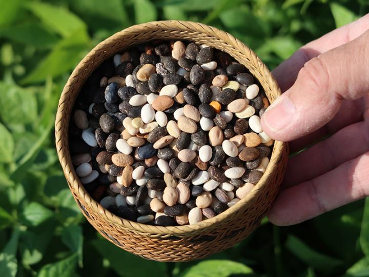 Tepary beans in basket