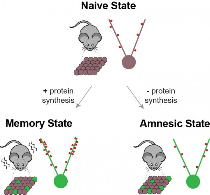 光を用いてマウスの健忘を治す | EurekAlert!