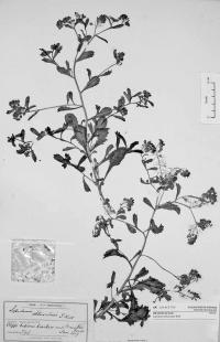 <i>Lepidium amissum</i>