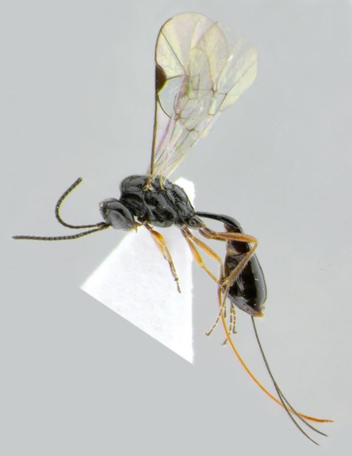 Newly Described Darwin Wasp Species: Stethantyx covida