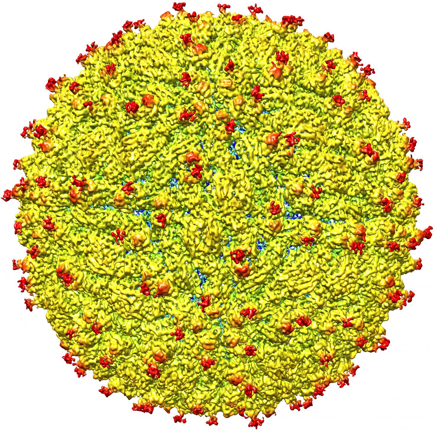 Structure of Zika Virus Revealed (1 of 6)