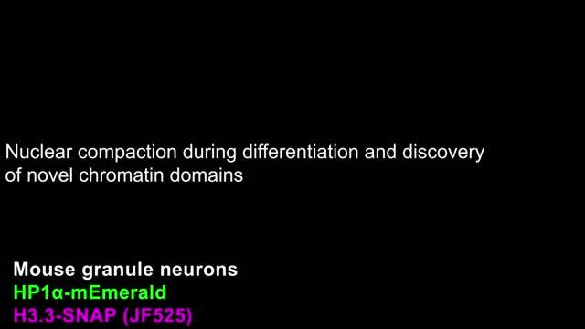 Chromatin Organization