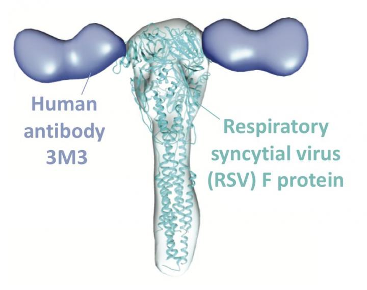 Scientists Gain New Insight On How Antibodies Interact With Widespread Respiratory Virus