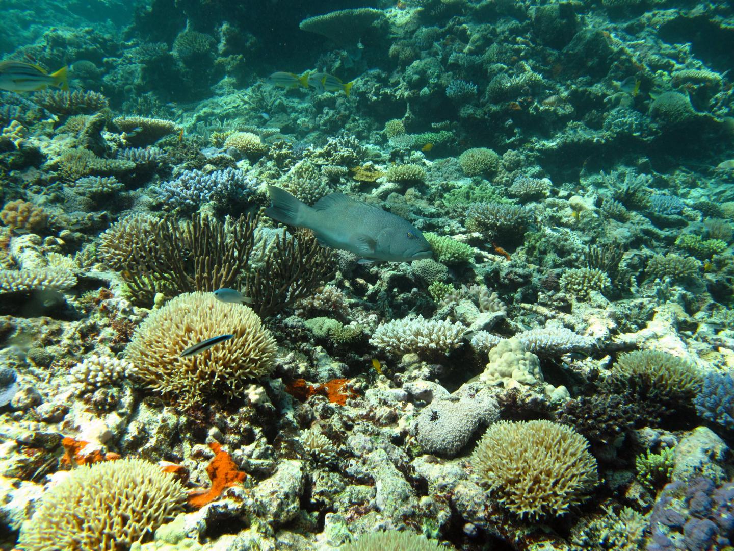 Scene at the Great Barrier Reef