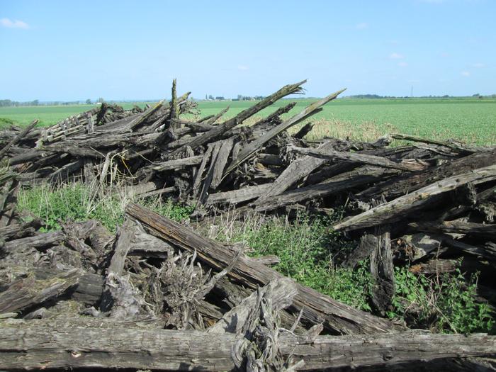 Pile of subfossil yew trunks on the edge of an agricultural field, north of Peterborough, UK.