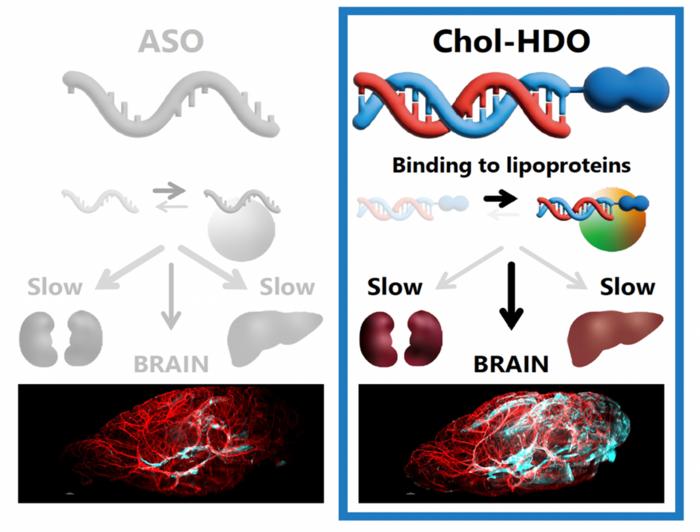Protein binding and pharmacokinetics of cholesterol-modified heteroduplex oligonucleotides