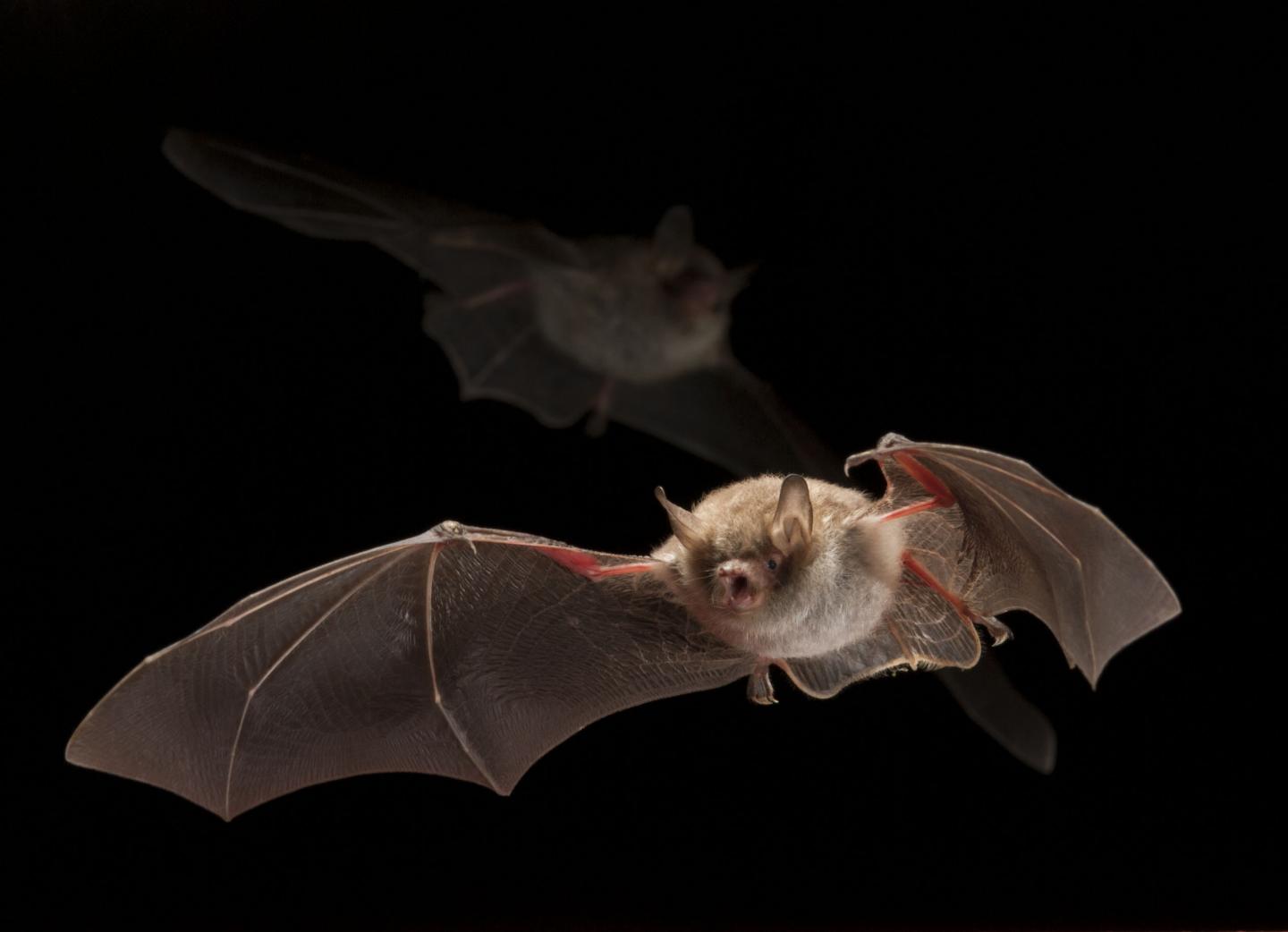 Light-shy Bats are Influenced by Light