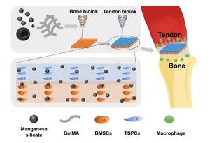 Schematic illustration of the immunomodulatory multicellular scaffolds based on manganese silicate (MS) nanoparticles for integrated tendon-to-bone regeneration