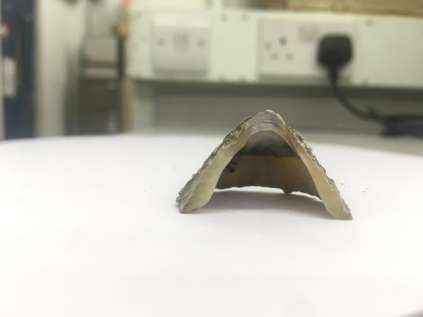 A Sectioned Limpet Shell, Cut through the Apex