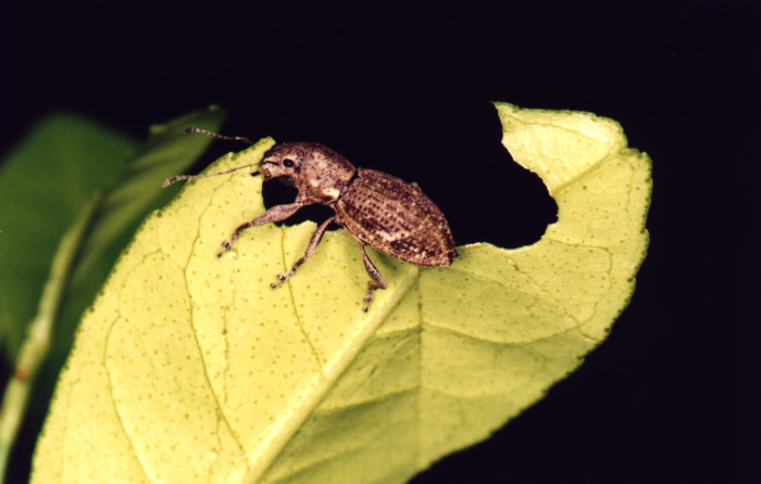 A Naupactus cervinus weevil