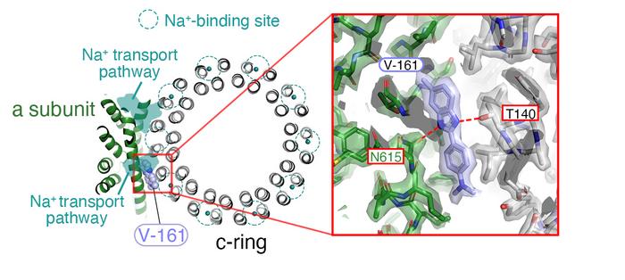 Structure of the VO domain in Enterococcus hirae V-ATPase enzyme with V-161 inhibitor