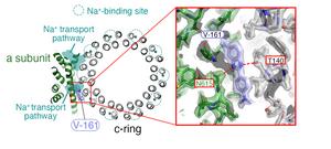 Structure of the VO domain in Enterococcus hirae V-ATPase enzyme with V-161 inhibitor