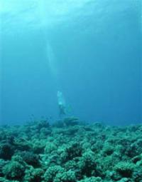 Diver Swimming Above a Coral Reef