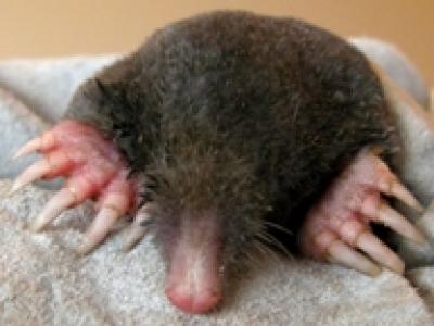 European Mole (<i>Talpa europaea</i>)