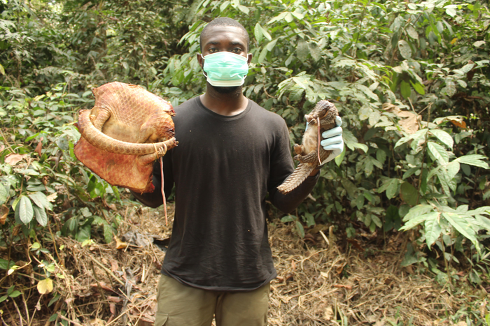 Dead white-bellied pangolins found in the forest