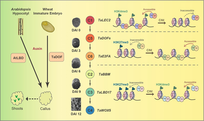 Epigenetic associated transcriptional regulation of wheat regeneration