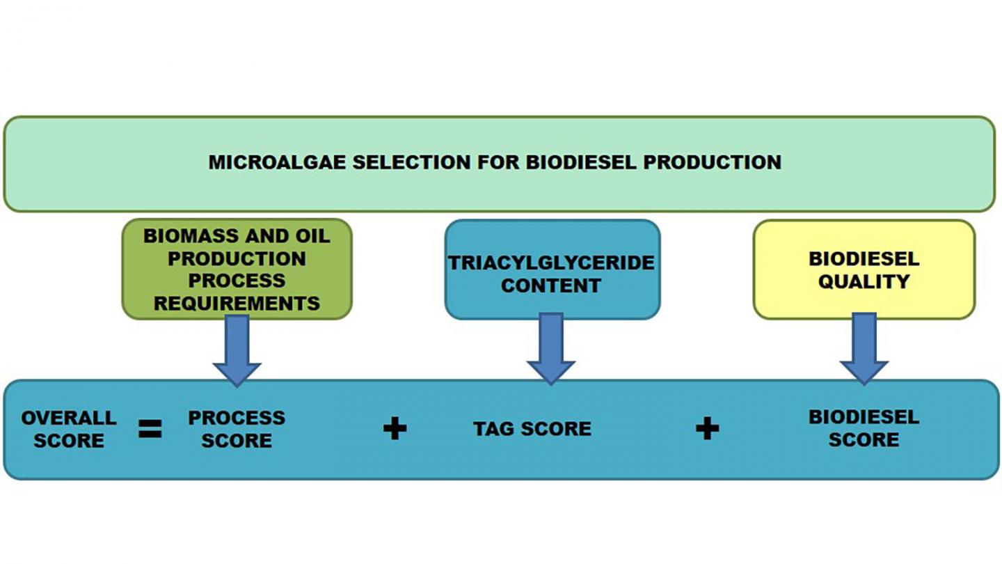 Schematic diagram for the process to obtain overall score for evaluating microalgal species for biodiesel production