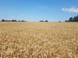 Wheat field