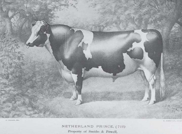 Penn State and NAGP Identify and Reconstitute Two Lost Holstein Lines