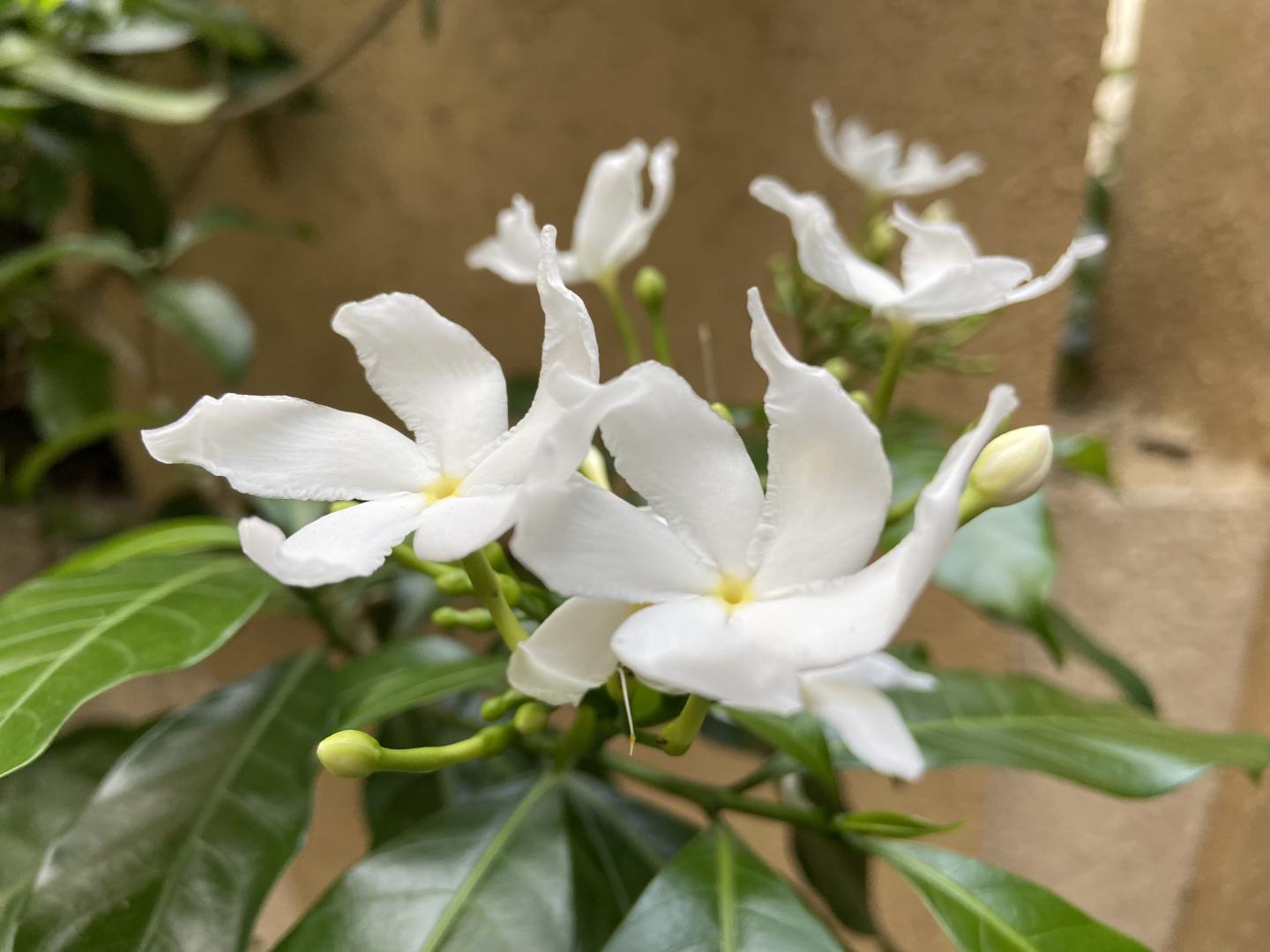 Pinwheel Flower