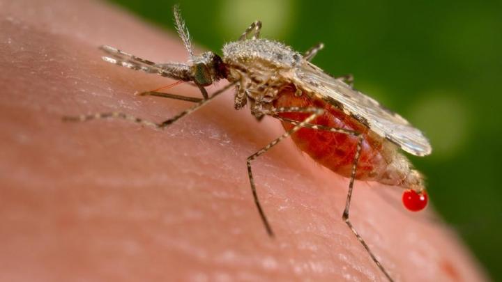 Malaria is Transmitted via Mosquitoes