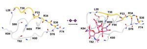 Computational simulations of the sugar-binding site in the HKU1 spike protein.