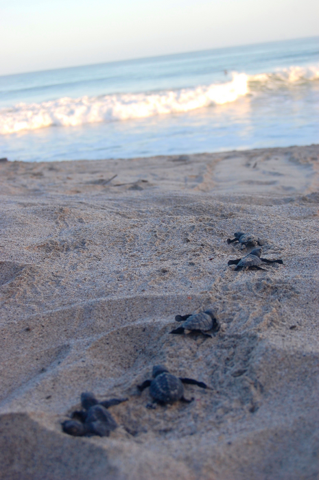 With the help of the TurtleSense system, Olive Ridley hatchlings safely make their way to the ocean on the Pacific coast of Costa Rica.
