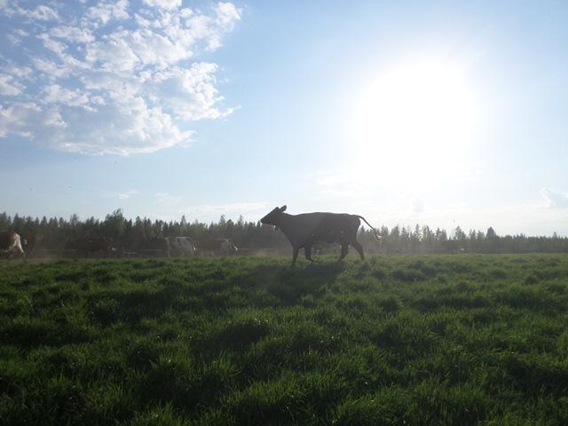 Cows In A Field