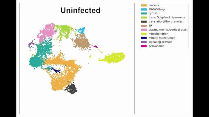 Spatial organization of proteins