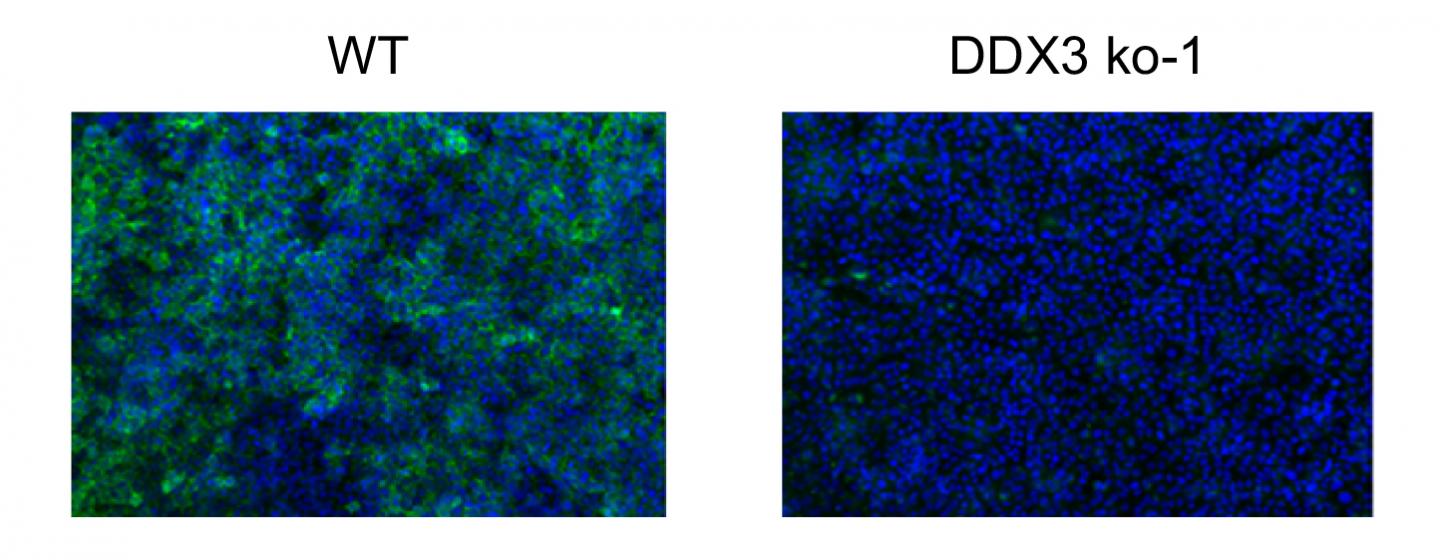 DDX3 PLOS 2018