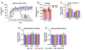 Modulating the impact of high-fat, high-sucrose diet (HFSD) on learning and memory through T3s treatment