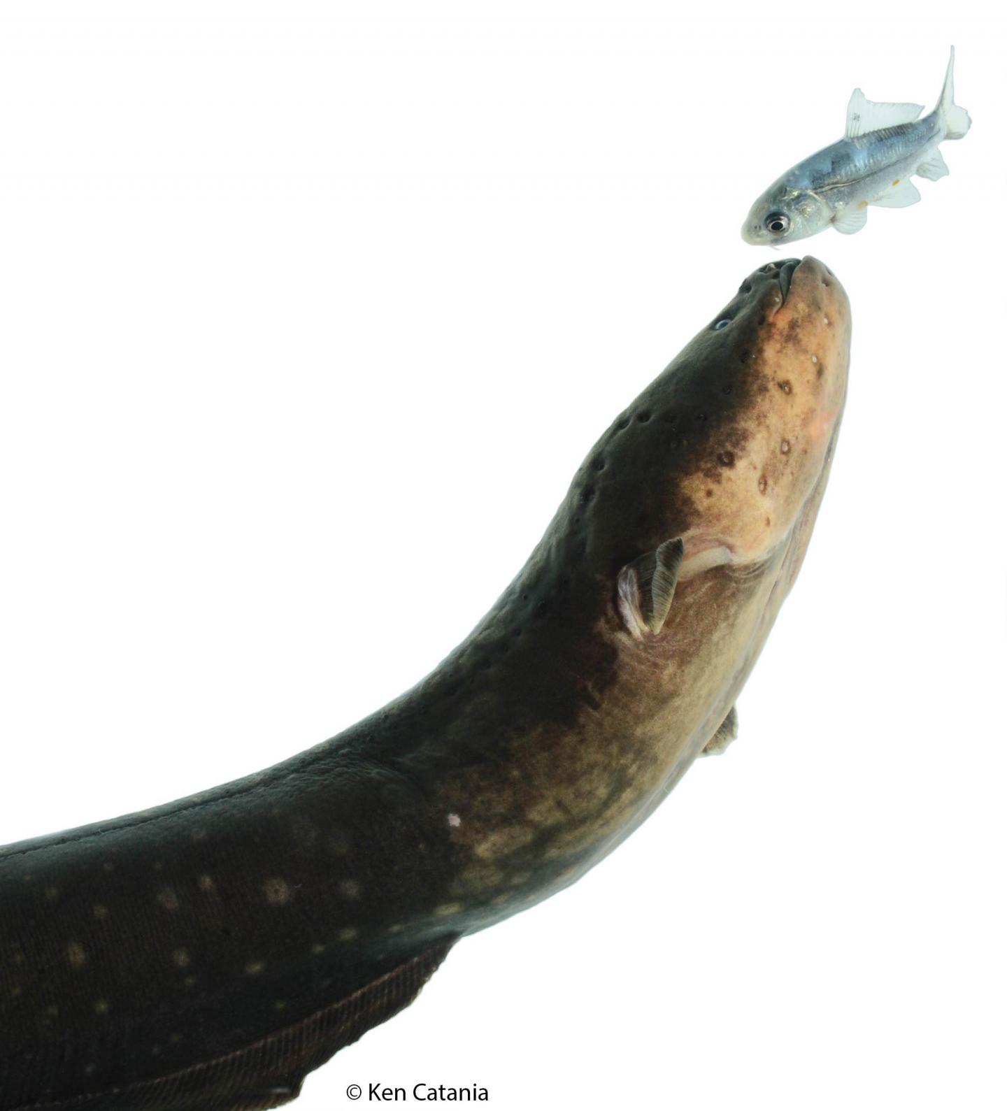 Electric Eels Use Remote Control on Prey (3 of 5)