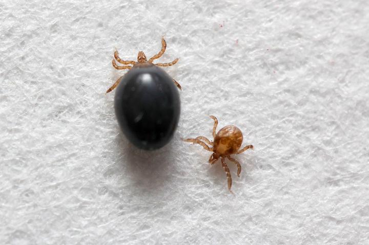 Ticks Being Studied in University of Nevada, Reno Lab