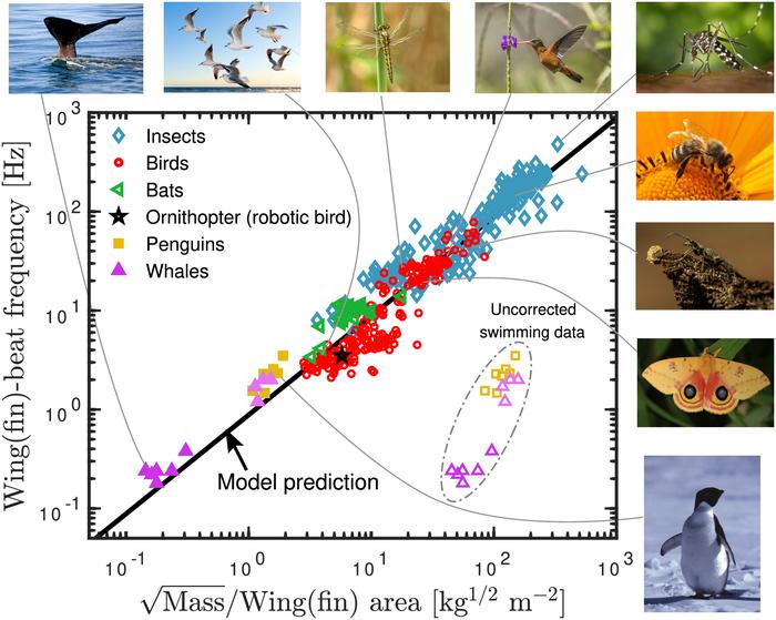 Universal wing- and fin-beat frequency scaling