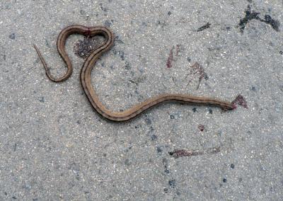 The Majority of Roadkill Amongst Vertebrates in Catalonia Are in Protected Areas