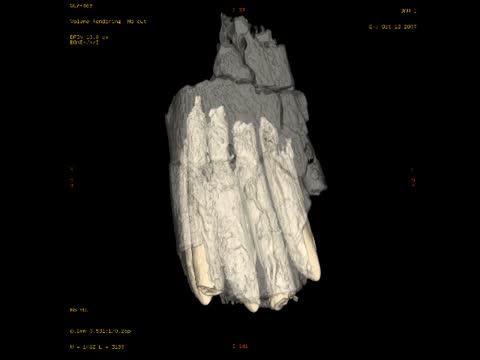 CT scan of a <i>Diplodocus</i> Tooth