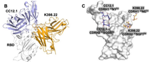 Immune Response Against SARS-CoV-2