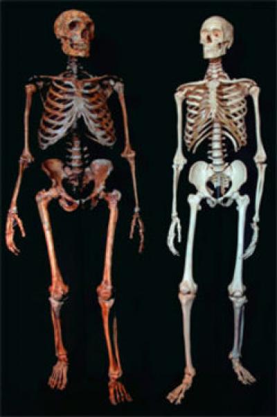 Neanderthal and Modern Human