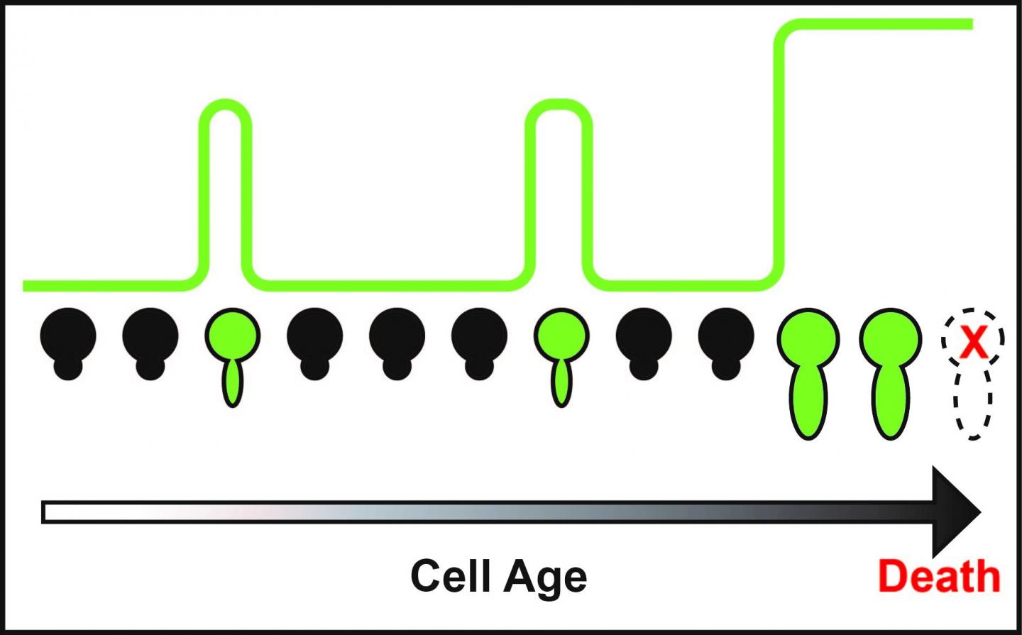 Cell Aging