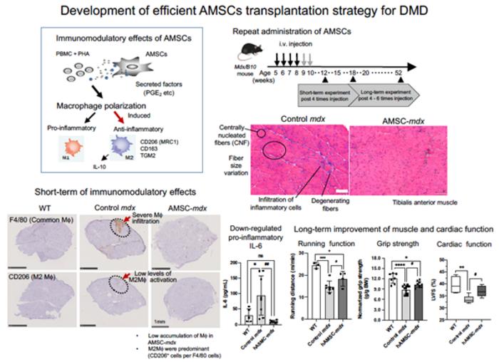 Amnion-derived mesenchymal stromal cells (AMSCs) may benefit patients with Duchenne muscular dystrophy (DMD)