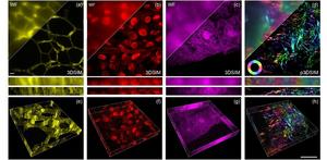 Open-source core technology embedded inside projector hardware enables high-speed, auto-polarization modulated 3D structured illumination microscopy (SIM) imaging.