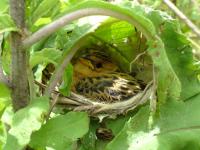 Cuckoo Finch Nestling in Cisticola Nest