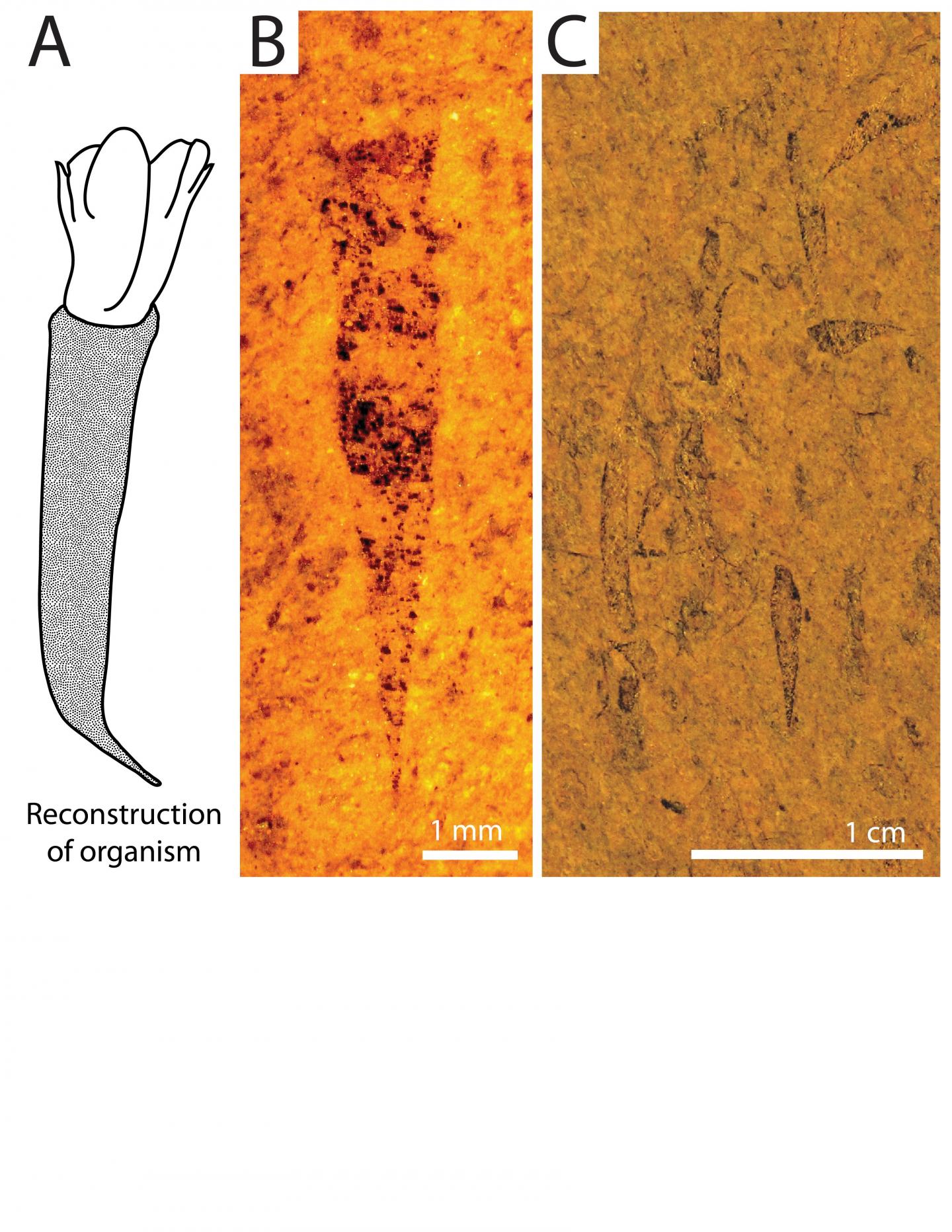Cone Fossil Discovery